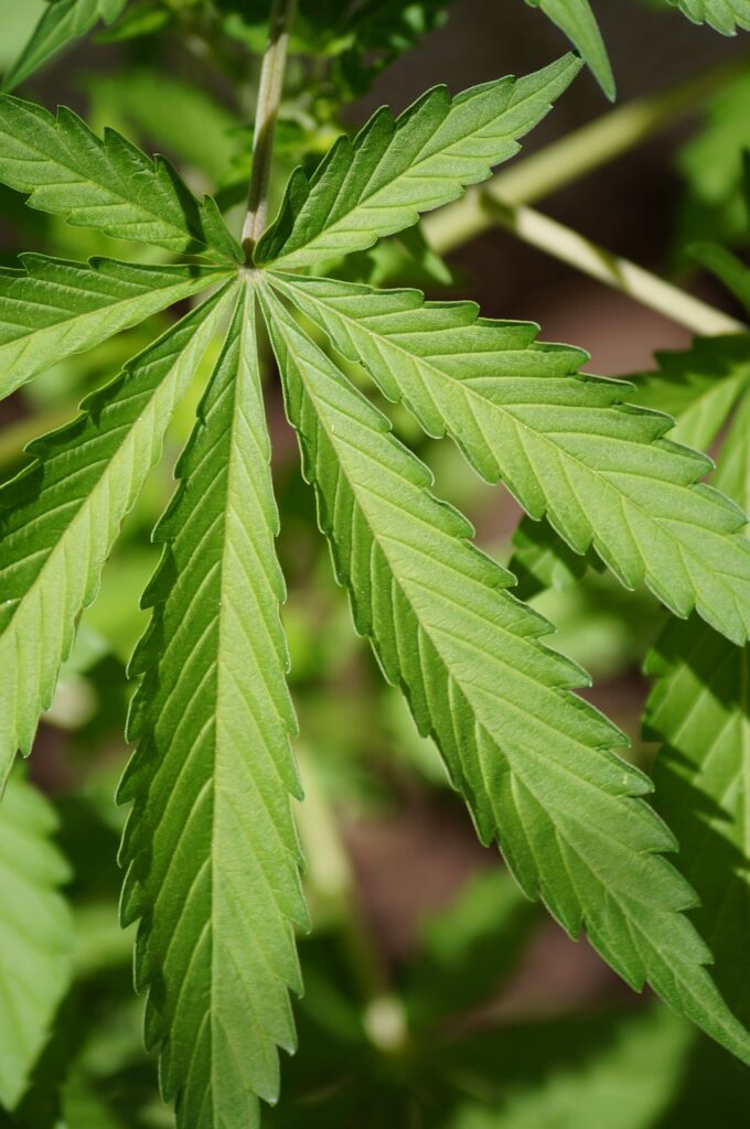 cannabis, leaf, nature-956547.jpg