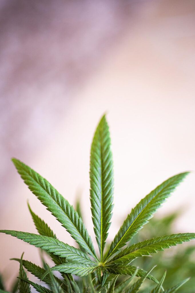 cannabis, weed, pot-5330974.jpg
